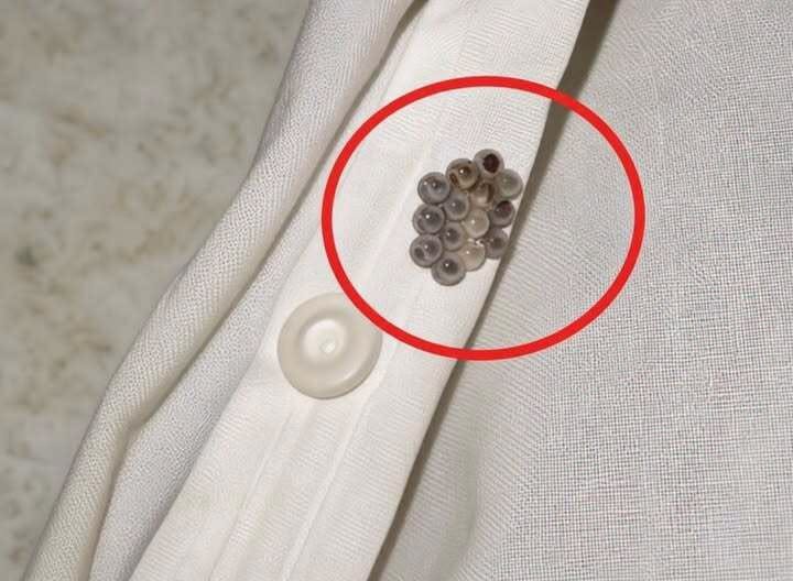 I found these tiny balls in my bed and nearly had a heart att.ack: here’s what they were