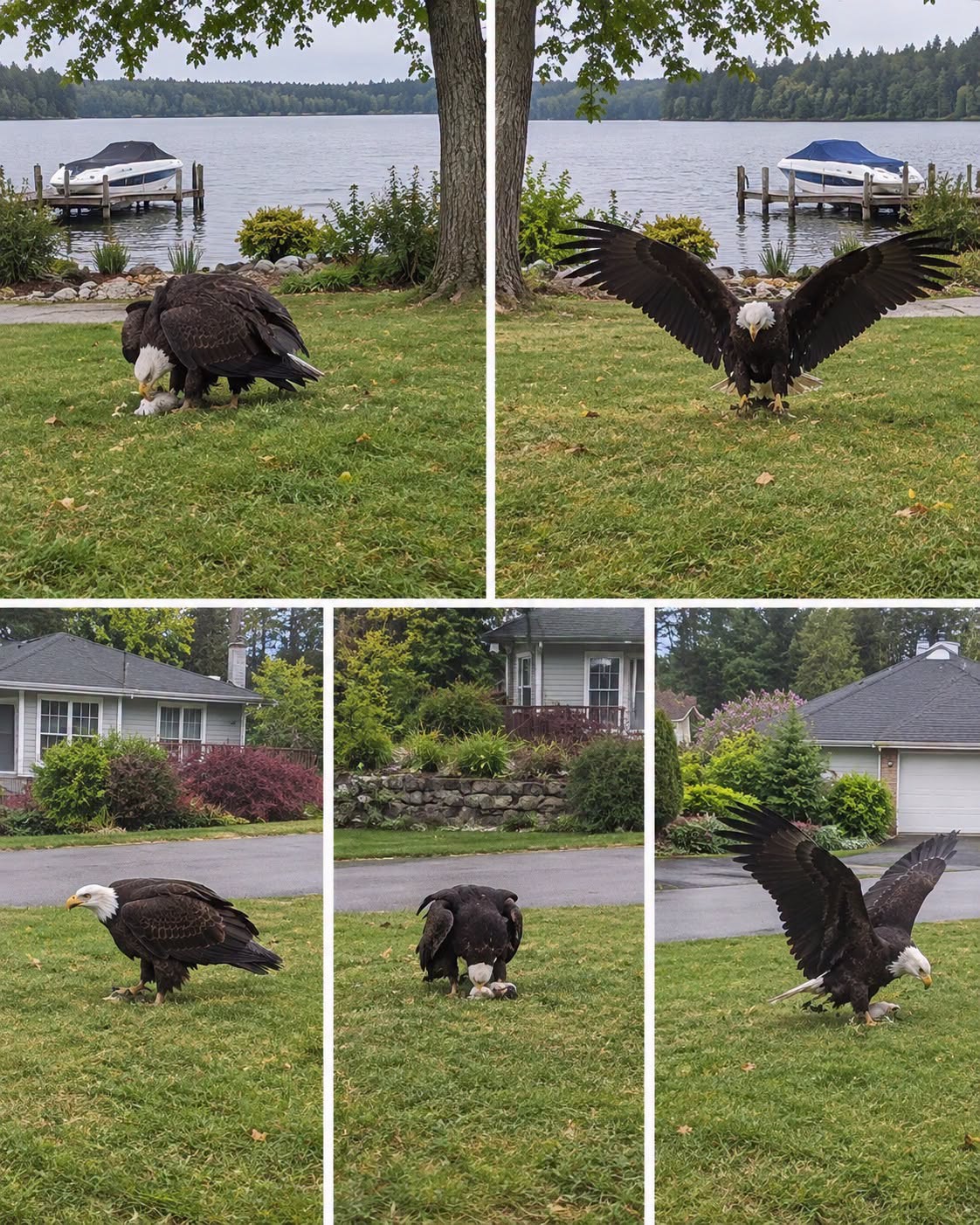 Giant Eagle captured in Bro!