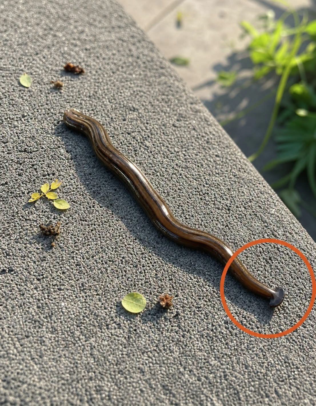 The Strange Creature You Might Find in Your Yard: Why Hammerhead Worms Deserve Attention