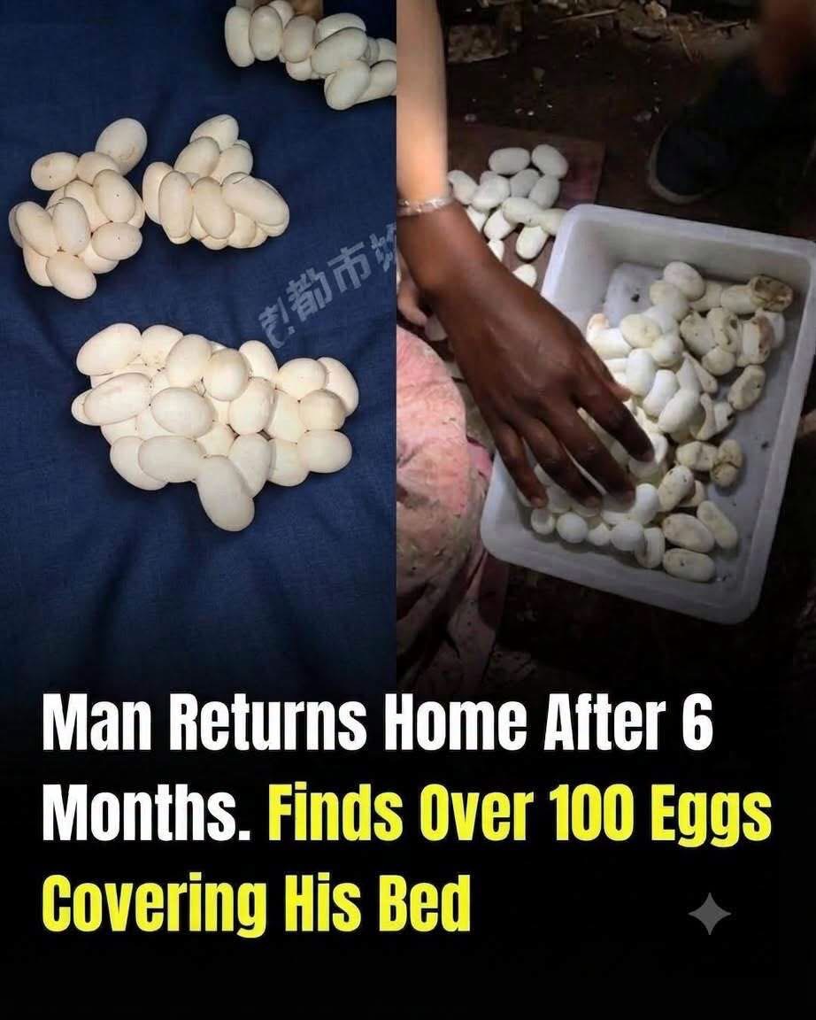 He Returned Home After 6 Months to Find 100+ Eggs on His Bed — But Discovering What Laid Them Was the Real Shock