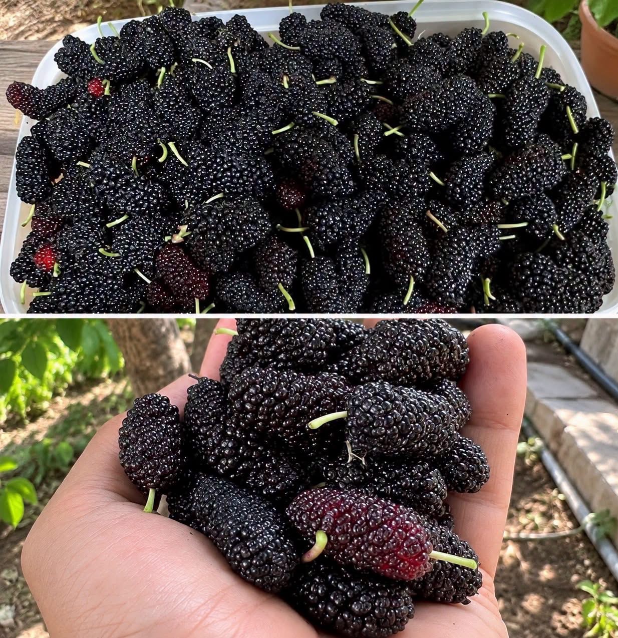 I Came Across This Seasonal Fruit And Had No Idea What It Was Calledโฆ See more