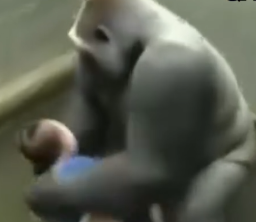 Inside the Debate: What Really Happened in Harambeโs Last Moments at the Cincinnati Zoo