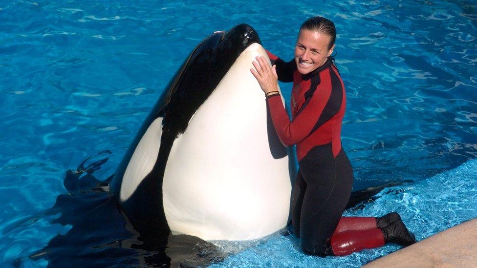 Star Orca Neptune Turns on Trainer Mid-Performance: A Wake-Up Call for Marine Parks