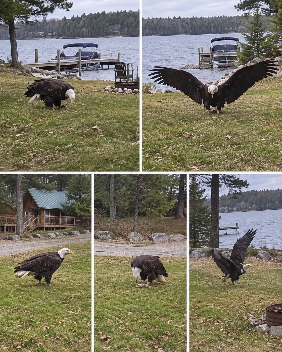 Giant Eagle captured in Broโฆ
