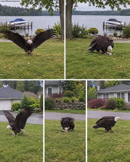 The Discovery of a Giant Eagle Sparks Scientific Interest and Conservation Discussions