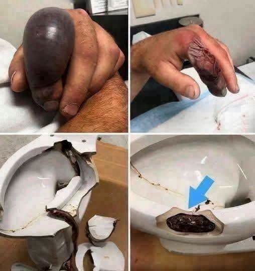 A Strange Bathroom Discovery Turned Out to Be a Mummified Frog