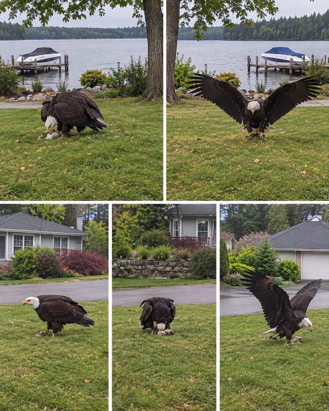 Giant Eagle captured in Bro!