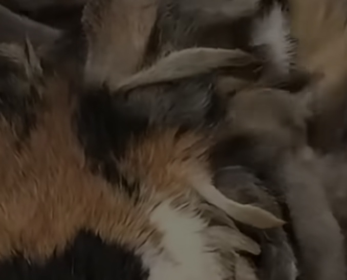 Police Respond to an Anonymous Animal Welfare Tip and Discover a Concerning Situation