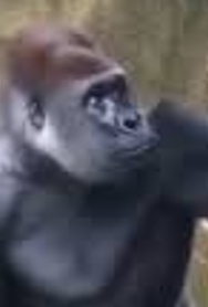 Inside the Debate: What Really Happened in Harambeโs Last Moments at the Cincinnati Zoo