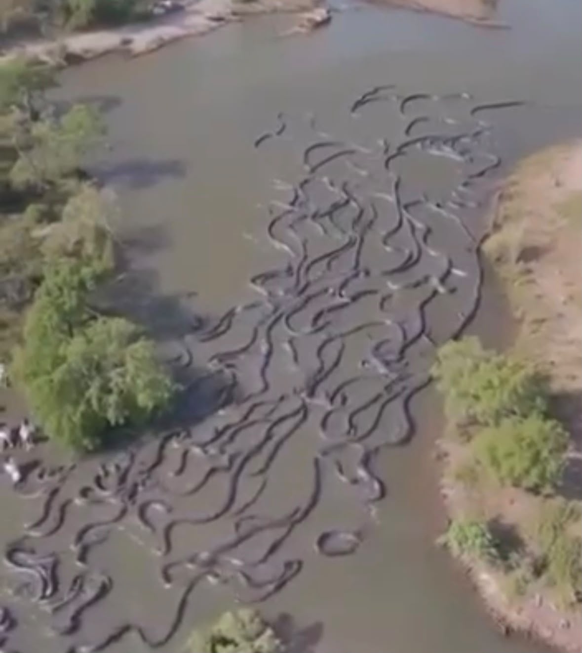 OMG Unbelievable footage from the Amazonโฆ