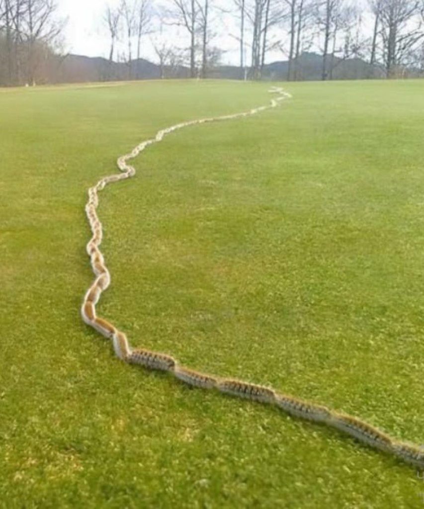 saw something strange in the grass and thought it was just a rope โ but when I looked closer, I screamed in horror!